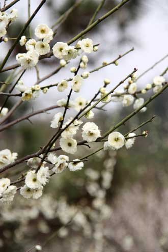 1447926504434736.jpg 6.jpg