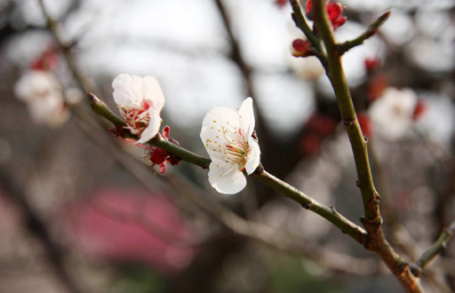 1447926512735160.jpg 7.jpg